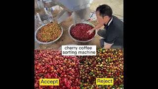 Waterproof belt color sorter machine cherry coffee sorting #machine #colorsorter #machinery
