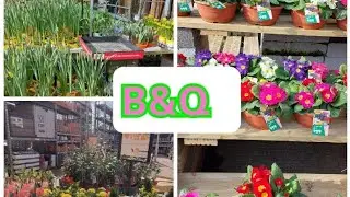 B&Q spring plants 🪴 and flowers 💐 @zaranoor1818