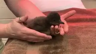 Meet the Little Blue Penguin Chick