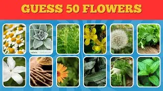Flower Quiz: Can You Name All 25? Only Gardeners Get 100%! (Botanical Test 2025)