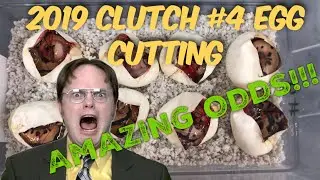 2019 Clutch #4 Egg Cutting. BEST ODDS EVER!!!