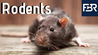 The Importance of Rodent Research (2019)