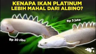 KENAPA IKAN ALBINO LEBIH MURAH DIBANDINGKAN IKAN PLATINUM? COTNOHNYA PALMAS