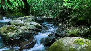 Calming River Water Sounds for Deep Sleep | Gentle Natural Flow Ambience