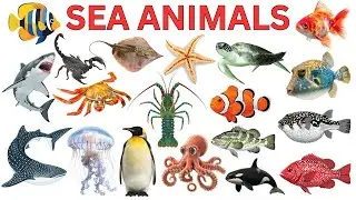 Sea Animals for Kids | Learn Sea Animal Names in English with Pictures | Animals vocabulary