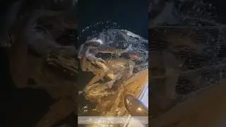 A big catch in the river fishing net and an unexpected escape