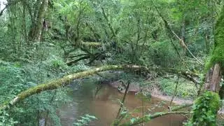 Principal afluente do Rio Ribeira, muito bem preservado em nossa reserva