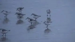 Drieteenstrandloper op Texel dec. 2019