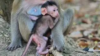 It's so adorable the little baby monkey standing hug mom, really  beautiful 