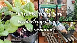 EP37 - Alih rak ke tempat baru kerana tempat lama tidak sesuai lagi