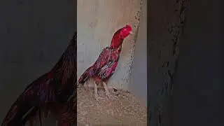 #pakistaniaseel #trendingshorts
