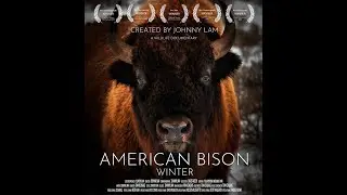 American Bison - Winter