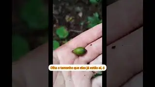 mirindiba vai ficar de lama esse ano, ta tudo carregada.