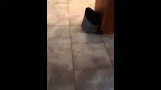 Lizard scare prank - when parents use your full name they r