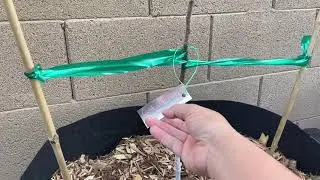 4 BARE ROOT FRUIT TREES HAUL & COST! ∣ Willis Orchard Unboxing & Planting