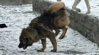 Спасли собаку, он оказался вором )))