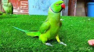 Green Ringneck Parrot talking videos compilation | Ringneck Parrot natural sounds video