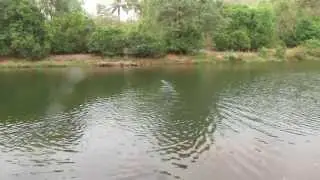 King Cobra (Ophiophagus hannah) released by Animal Rescue Squad-Goa-India.