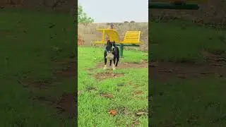 #pitbull #lovers #please #subscribe #my #channel 😎😎