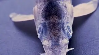 3D DIGITAL MICROSCOPE HIROX - LIFE SCIENCE APPLICATIONS