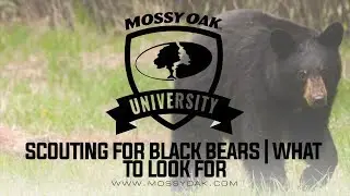 Scouting For Black Bears | What To Look For