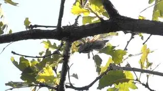Цикада (Cicadidae), Крым
