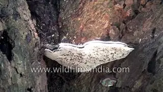Ganoderma Bark mushroom releasing spore cloud