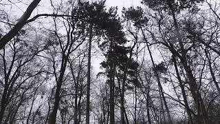 relaxing sounds and harmonious images of nature, trees, snow and wind, winter forest, meditation
