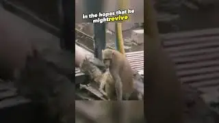 Friendship Over Shock 🐒 A Monkey's Bravery ❤️