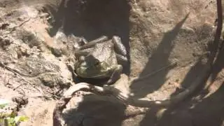 Frog Kissing