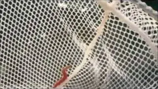 Palolo Worm Hatch Tarpon Fishing - INCREDIBLE!!!