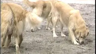 That's My Baby- New Horizons Service Dogs
