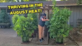 Mid-summer Garden, My 12 GreenStalks, and starting a Fall Garden