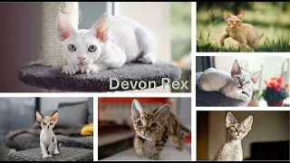 Devon Rex Cat @Bin3aiah Animals