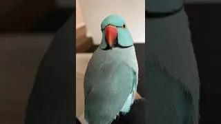 He&rsquo;s so cute 🥰💙 #zazu #bird #youtubeshorts #birdsofyoutube