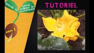 🌺S2 - Episode 23 : TUTORIEL : Polliniser manuellement les courgettes et autre cucurbitac&eacute;es🌺