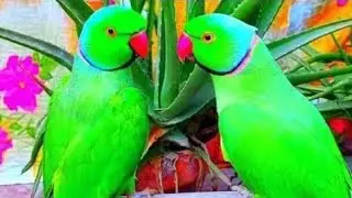 USA Amezing Love Baird। Ringneck Cute Baird Voice। Talking Parrot Video USA। Sound Baird Video USA।
