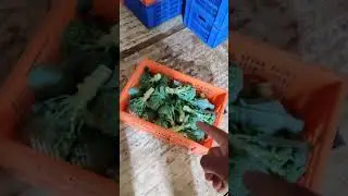 Mini cold storage🌱| 