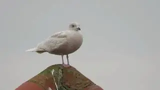 Iceland Gull