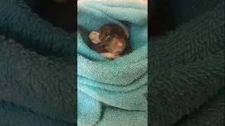 Первая Сюсю-крошка!! Такая сладкая #rat #nature #funy #animals #iloverats #сюсю