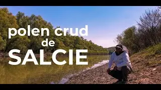 De unde recoltam polenul de salcie ALBEENA?