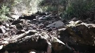 Slow Walk in Tasmania: Finding Fascinating Fauna Everywhere