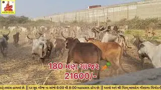 12 જાન્યુઆરી, 2026