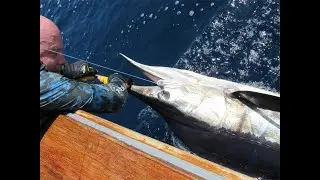 Offshore Bait Review - Al Gags Whip It Fish - Targeting Huge Striped Marlin