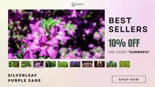 Eureka Farms - Summer's Best Seller Plants