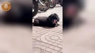 The Funniest Cat Videos 🐱 Try Not To Laugh Part 35