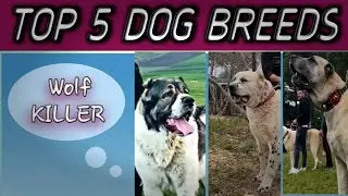 Top 5 Dog breeds that can kill wolf