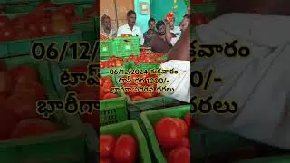 Palamaner Tomato Market Price Today 🍅🍅 #tomatoprice #tomatorate #tomatopricetoday #tomatoprices