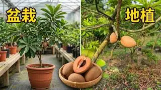 麻美果 麻美蛋黃果介紹 盆栽產果 地植產果【手機】0929-618-311