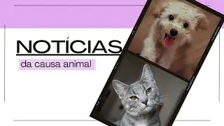 C&atilde;ozinho comunit&aacute;rio &eacute; cruelmente agredido em Florian&oacute;polis